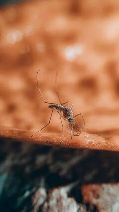 मच्छरों के काटने पर क्यों होती है खुजली?