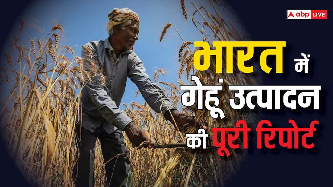 भारत में कैसे बदली गेहूं की खेती: उत्पादन 1000 गुना बढ़ा; पहले 2 किलो तो अब 10 किलो उपजाता है एक किसान How Wheat Cultivation changed in India Earlier a farmer produced 2 kg now he produces 10 Explained ABPP भारत में कैसे बदली गेहूं की खेती: उत्पादन 1000 गुना बढ़ा; पहले 2 किलो तो अब 10 किलो उपजाता है एक किसान