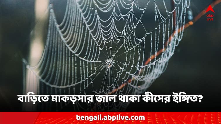 Vastu Tips: Is it auspicious or inauspicious to have cobwebs in the house Vastu Tips: ঘরে মাকড়সার জাল থাকা কি শুভ নাকি অশুভ? বাস্তুশাস্ত্র কী বলে?