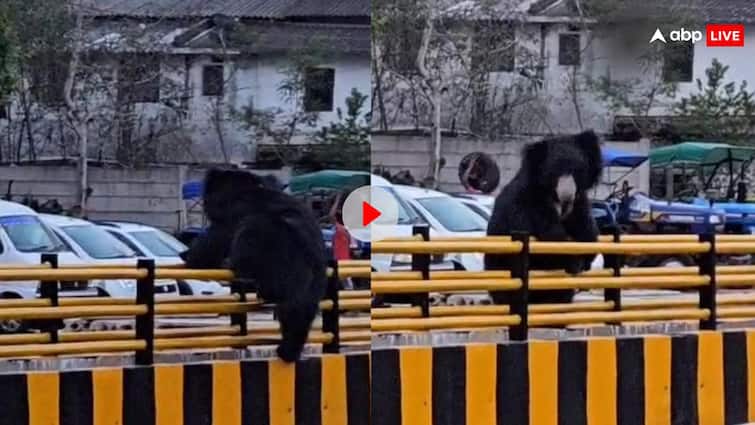 Kanker City Residents feel Panic Due to Wild Bears Broad Day Light Movement Video Viral ANN Watch: कांकेर शहर में भालुओं के दिन दहाड़े मूवमेंट से आम लोगों में अफरा-तफरी, इलाके में दहशत