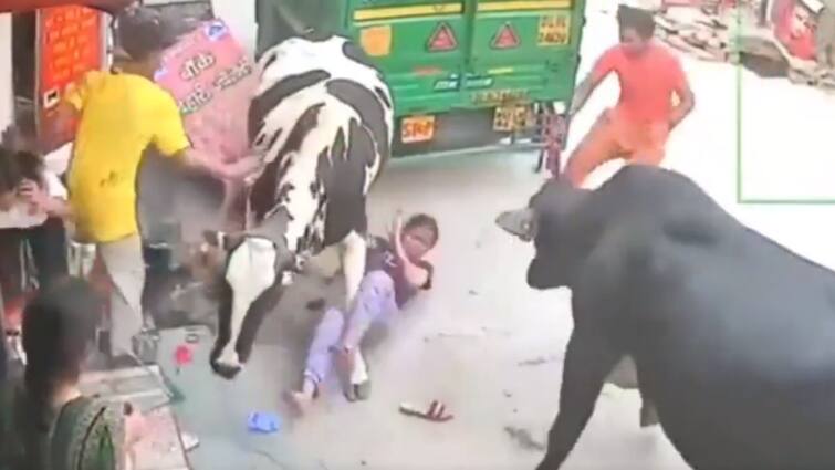 Man rescues girl trapped in cow fight, here's how in Delhi roadside cctv video Watch Video: 2 மாடுகள் மோதலில் சிக்கி கொண்ட சிறுமிகள்; பயப்படாமல் உதவியருக்கு குவியும் பாராட்டுகள்!