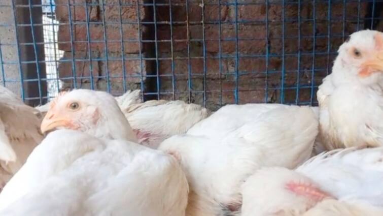 Udham Singh Nagar News h4n1 bird flu alert send samples for testing ann H5N1 Bird Flu: केरल में बर्ड फ्लू की दस्तक के बाद उत्तराखंड में अलर्ट, जांच के लिए भेजे सैंपल
