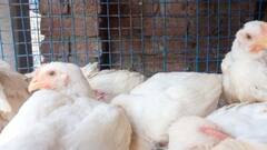 केरल में बर्ड फ्लू की दस्तक के बाद उत्तराखंड में अलर्ट, जांच के लिए भेजे सैंपल