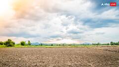 गेहूं की कटाई के बाद खेतों में तुरंत उगाएं ये फसल, मालामाल हो सकते हैं आप