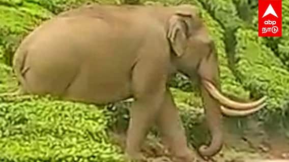 Padayappa elephant Viral Video | ஆட்டம் காட்டிய படையப்பா தூக்கிய வனத்துறையினர் யானையின் அட்ராசிட்டி