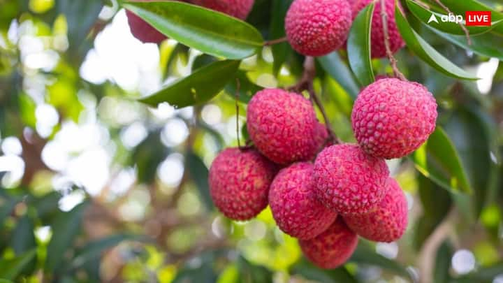 Lichi Farming:  लीची का मौसम आ गया है, ऐसे में कई किसानों के मन में यह सवाल आता हैं, कि क्या लीची की खेती करना सही होता है? और इससे वे कितना मुनाफा कमा सकते हैं?