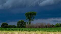 आनंदाच्या सरी पोहोचल्या काही तासांच्या अंतरावर; केरळसह राज्यात मान्सून वेळेवर दाखल होण्याचा अंदाज