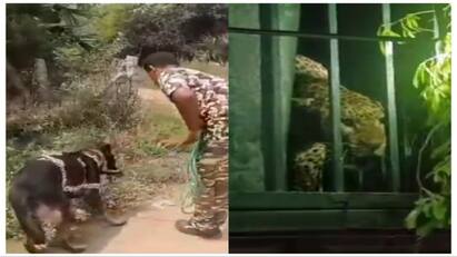 Nellai news leopard trapped in a cage by a sniffer dog - TNN மோப்ப  நாய்  நெஸ்ஸின் முயற்சியால் கூண்டில் சிக்கிய சிறுத்தை.. நெஸ்ஸுக்கு குவியும் பாராட்டு..