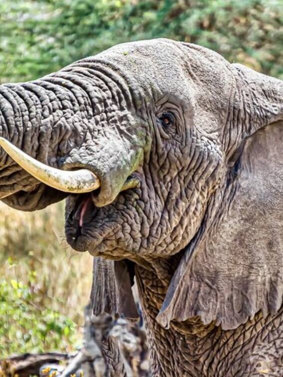 मधुमक्खी से क्यों खौफ खाते हैं हाथी?