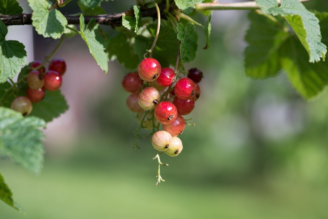 Fruit Ripening : பழங்களை பழுக்கவைக்க ரசாயனம்: அதிரடி தடை விதித்து எச்சரிக்கை விடுத்த FSSAI