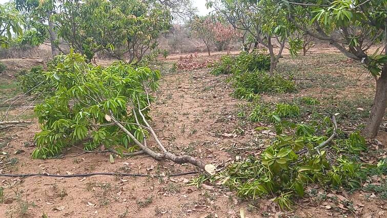 Dharmapuri elephant  agricultural land and damaged mangoes, coconuts and banana trees worth 2 lakhs. தண்ணீர் தேடி கிராமத்தில் நுழைந்த காட்டு யானை.. ரூ.2 லட்சம் மதிப்பிலான மரங்கள் சேதம்