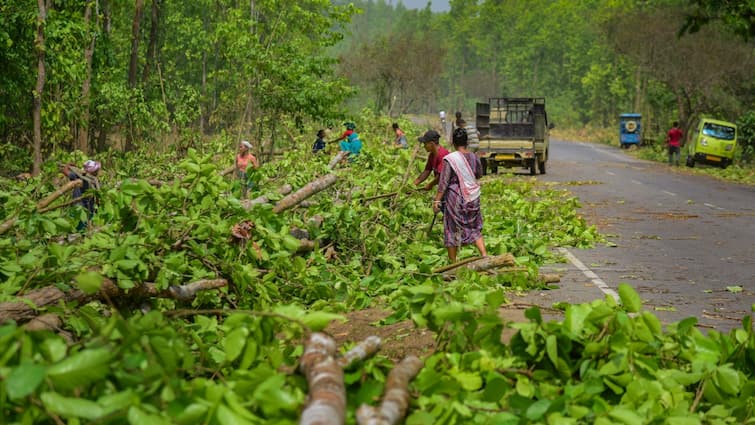 more than 50 lakh trees cut by human in india between 2018 to 2022 claims research report
