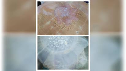 Tiruchendur temple beach jelly fish Devotees suffer from allergic reactions - TNN திருச்செந்தூர் கடற்கரையில் ஒதுங்கும் ஜெல்லி மீன்கள் பக்தர்களுக்கு அலர்ஜி பாதிப்பு