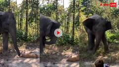 जमीन पर सो रहे कुत्ते से गलती से टकराया हाथी...इसके बाद हाथी ने जो किया,देखकर हंसी नहीं रोक पाएंगे आप