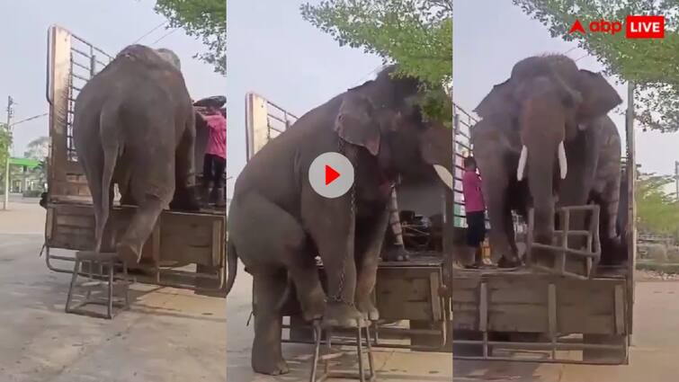 smart elephant The elephants very cleverly first climbed on the stool and then lifted the stool and placed it in the tempo Video: टेम्पो में बड़ी स्मार्टनेस के साथ चढ़े हाथी... फिर स्टूल उठा कर किया ऐसा कारनामा, हैरान रह जाएंगे आप