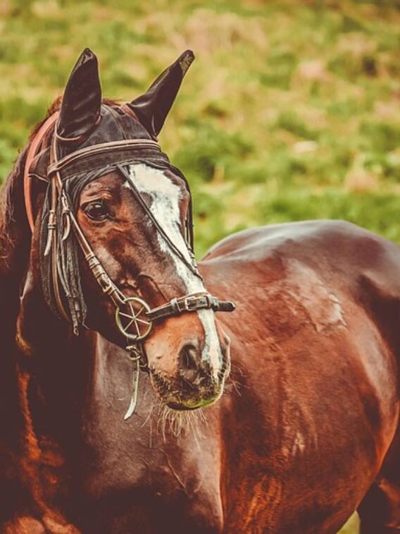 खड़े-खड़े सोने पर भी क्यों नहीं गिरते घोड़े