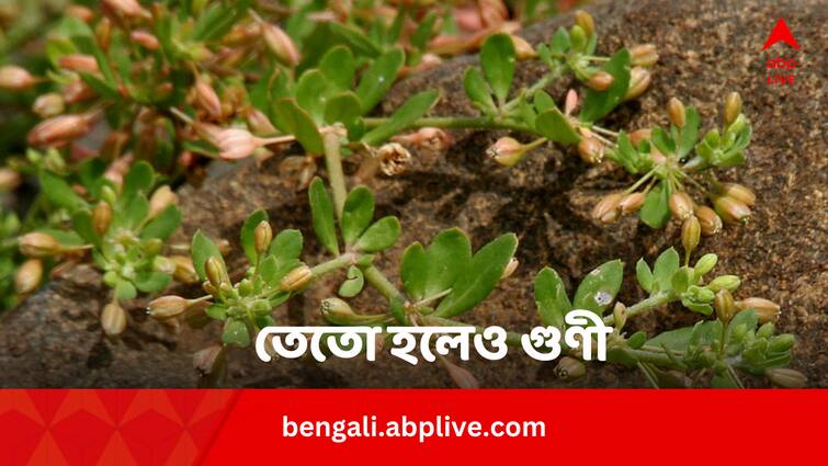 Gima Shak Top 8 health benefits and medicinal properties in bengali Gima Shak Benefits: তেতো হলেও সুগার, কোষ্ঠকাঠিন্যের যম, কেন খাবেন এই শাক