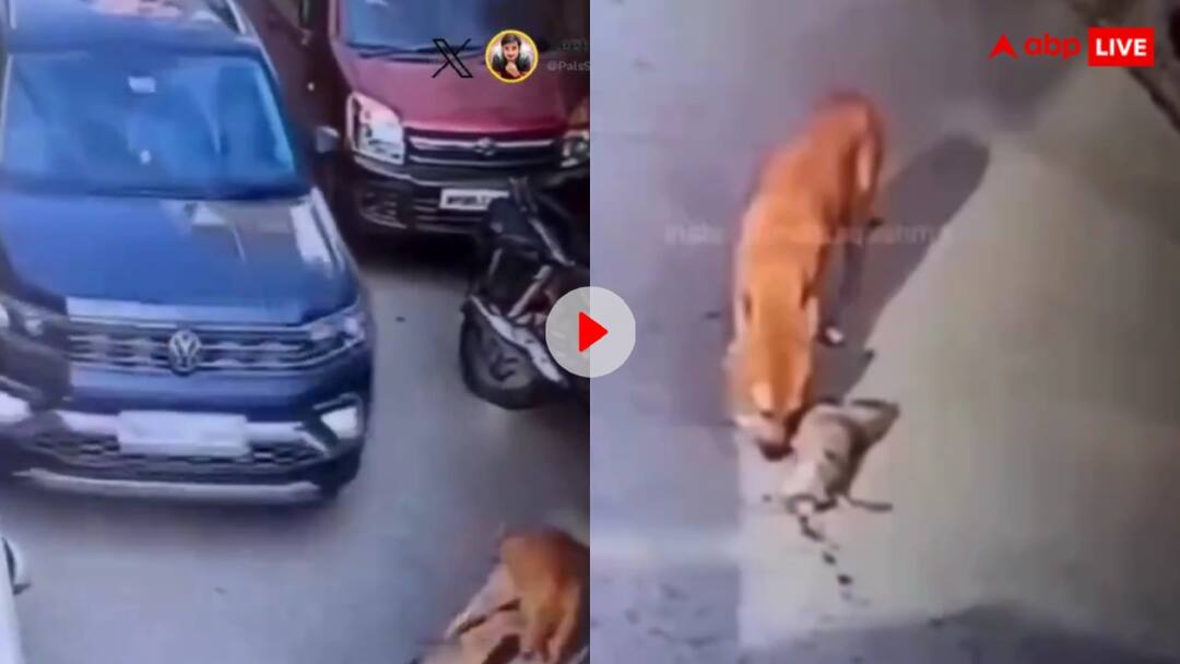 mercedes Car driver brutally crushed milk-feeding puppy video viral on social media Video: बेरहमी की हदें पार... दूध पीते पिल्ले को कार से कुचलकर निकल गया शख्स, बच्चे को मरता देख तड़पती रही मां