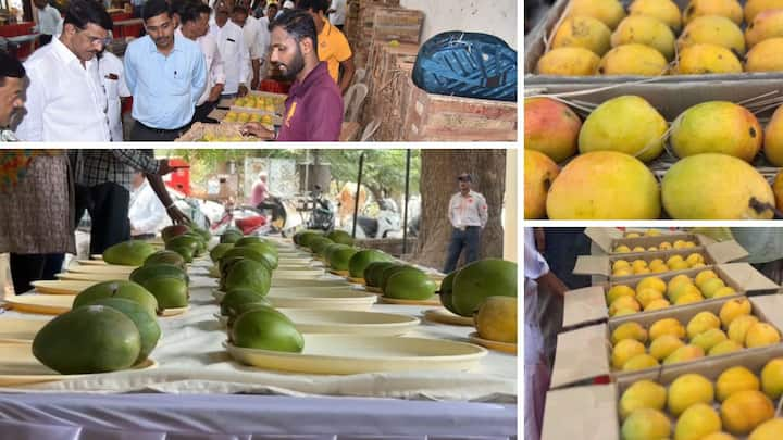 Mango festival in Kolhapur : ग्राहकांना या महोत्सवात आंब्याच्या सर्व जाती प्रदर्शनामध्ये पहावयास मिळत आहेत. यामध्ये दीड किलो वजनाचा वनराज हा आंबा आकर्षण ठरला आहे.