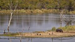 किस जानवर का दूध आता है गुलाबी,ऐसा रंग होने का कारण है खास तरीके का एसिड