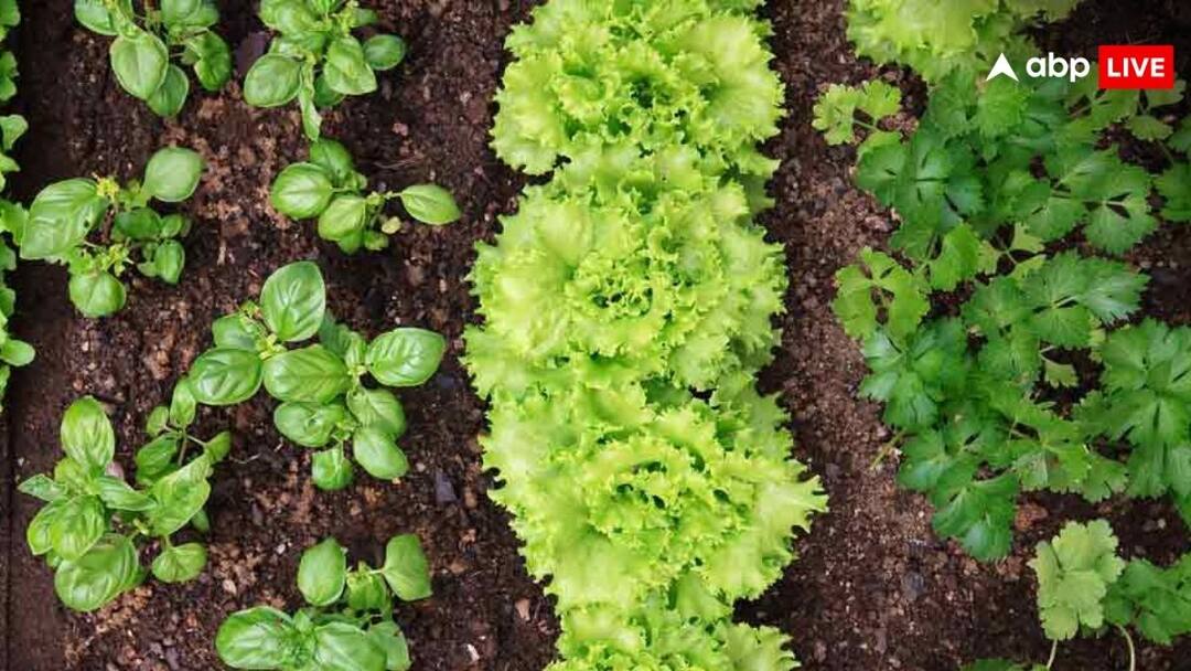 अभी घर में कौन-कौन सी सब्जियां लगा सकते हैं? मई में लगाएंगे तो होगी अच्छी पैदावार these vegetables can be grown at home now planted in May you will get good yield in few months अभी घर में कौन-कौन सी सब्जियां लगा सकते हैं? मई में लगाएंगे तो होगी अच्छी पैदावार