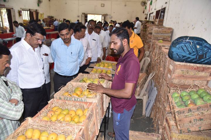 कोल्हापुरात आंबा महोत्सवला सुरूवात; 47 प्रकारच्या आंब्यांचा नजराणा