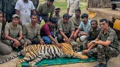 महाराष्ट्र के चंद्रपुर में पकड़ा गया आदमखोर बाघ, 3 लोगों को बना चुका था अपना शिकार