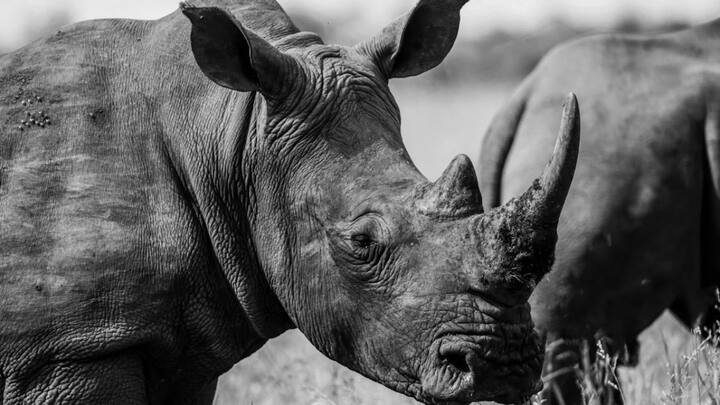 लेकिन जब दूध की बात होती है, अधिकांश लोग गाय और भैंस के दूध की ही बात करते हैं. लेकिन क्या आप जानते हैं कि एक ऐसा जानवर भी है, जिसका दूध काला होता है. हां काला दूध.