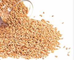 Bad Cholesterol: ਖ਼ਰਾਬ ਕੋਲੈਸਟ੍ਰਾਲ ਨੂੰ ਘੱਟ ਕਰਨ 'ਚ ਮਦਦ ਕਰੇਗਾ ਇਹ ਅਨਾਜ, ਰੋਜ਼ਾਨਾ ਇਸ ਤਰ੍ਹਾਂ ਖਾਓ