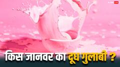 किस जानवर का दूध आता है गुलाबी,ऐसा रंग होने का कारण है खास तरीके का एसिड