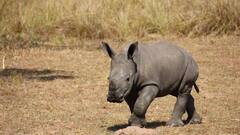 Black Rhinoceros: किस जानवर का दूध होता है काला, क्या है इसके पीछे की वजह