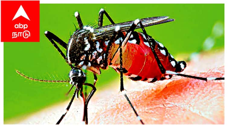 Mayiladuthurai district, 77 people have dengue fever in the last 5 months! ABP NADU EXCLUSIVE : தமிழகத்தில் அதிகரிக்கும் டெங்கு காய்ச்சல் - மயிலாடுதுறை மாவட்டத்தின் டெங்கு நிலவரம்..