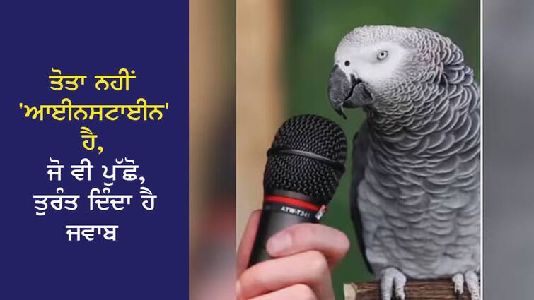 The parrot is not 'Einstein', anyone who asks, immediately tells, see VIDEO ਤੋਤਾ ਨਹੀਂ 'ਆਈਨਸਟਾਈਨ' ਹੈ, ਜੋ ਵੀ ਪੁੱਛੋ, ਤੁਰੰਤ ਦੱਸ ਦਿੰਦਾ ਹੈ, ਵੇਖੋ VIDEO