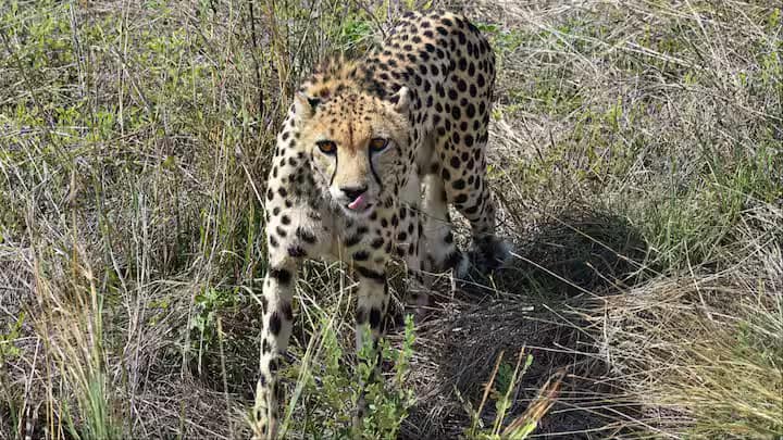 Kuno National Park Namibian cheetah Pawan dies Madhya Pradesh MP News कूनो नेशनल पार्क में एक और चीते की मौत, नामीबिया से लाए गए चीता 'पवन' ने तोड़ा दम