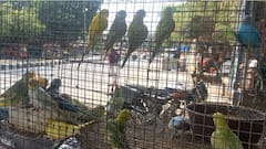 अलीगढ़: बढ़ रहा पक्षियों को बेचने का व्यापार, एक्शन की तैयारी, भेजा जाएगा जेल, देना होगा जुर्माना