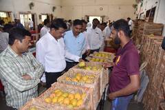 Mango festival in Kolhapur : कोल्हापुरात आंबा महोत्सव, उत्पादक ते थेट ग्राहक विक्रीला सुरूवात; 47 प्रकारच्या आंब्यांचा नजराणा