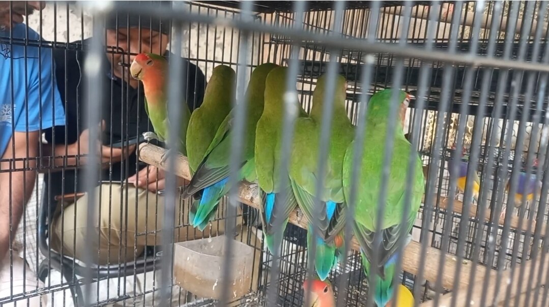 Aligarh News Those who imprison parrots in cages will be jailed under Wild  Life Protection Act 1972 ann | अलीगढ़ में बढ़ रहा पक्षियों को बेचने का  व्यापार, एक्शन की तैयारी, भेजा