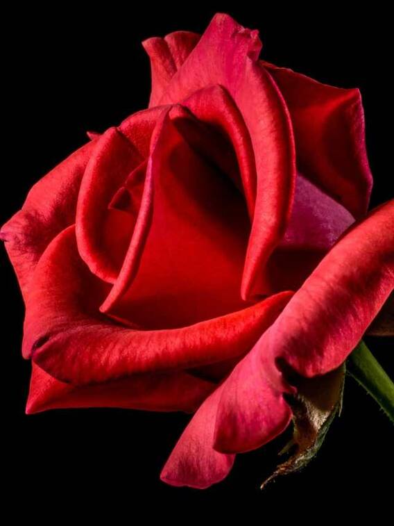 गुलाब के अलावा किस फूल की खेती है मुनाफेवाली?