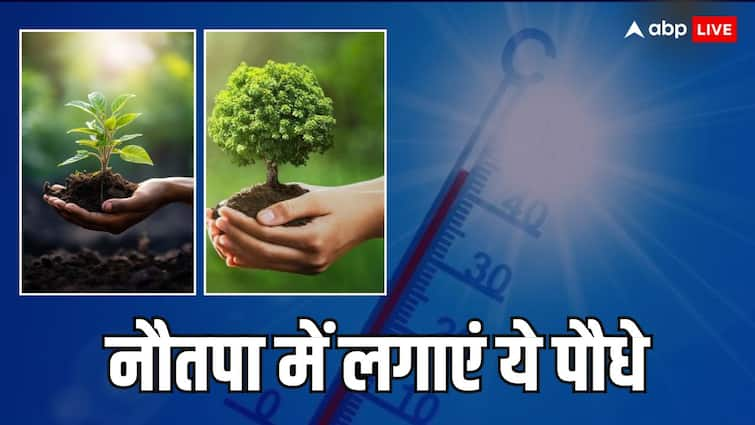 Nautapa 2024 planting these plants in summer importance is mentioned in the Puranas Nautapa 2024: नरक का मुख नहीं देखना तो नौतपा में जरूर करें वृक्षारोपण, पुराणों में बताई गई है महत्ता