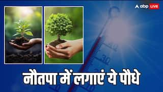 Nautapa 2024: नरक का मुख नहीं देखना तो नौतपा में जरूर करें वृक्षारोपण, पुराणों में बताई गई है महत्ता