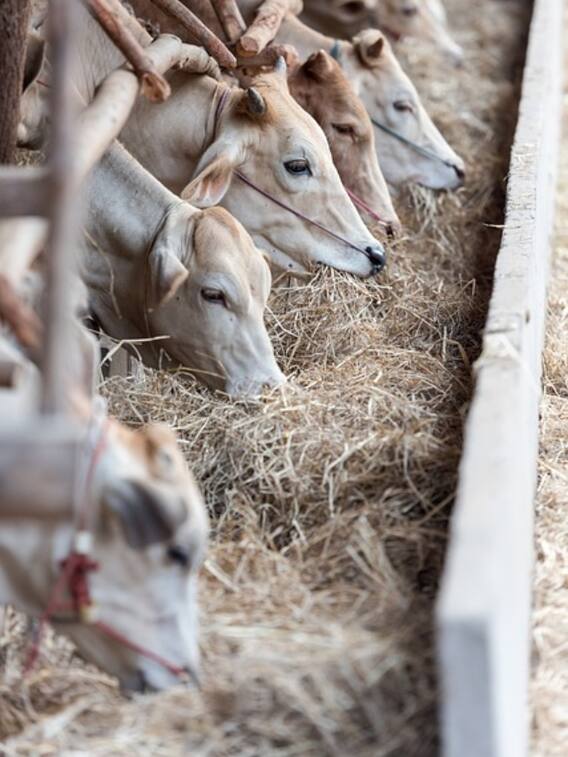 भारत में सबसे ज्यादा दूध देने वाली गाय कौन सी है?
