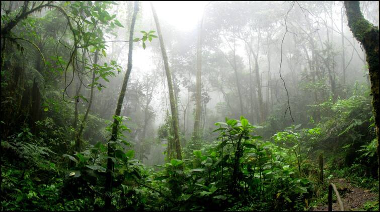 world-rainforest-day-is-celebrated-on-22nd-june-after-all-how-important-are-these-forests-for-the-earth World Rainforest Day: કેમ ઉજવવામાં આવે છે વિશ્વ વર્ષાવન દિવસ, જાણો ધરતી માટે કેટલા જરુરી છે જંગલો