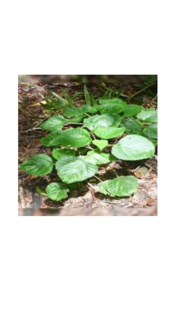 Poisonous Tree: ਸਾਵਧਾਨ! ਡੰਗ ਮਾਰਦਾ ਹੈ ਇਹ ਜ਼ਹਿਰੀਲਾ ਪੌਦਾ, ਜਾਣੋ ਕਾਰਨ