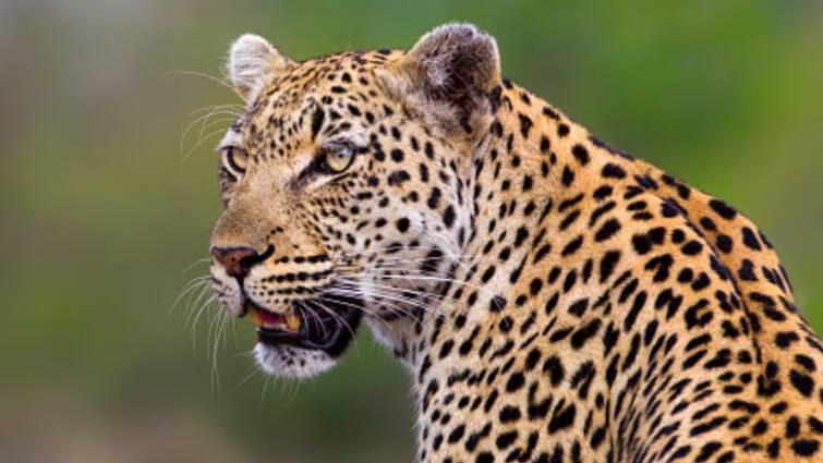 Another leopard spotted on Tirumala walkway Cheetah In Tirumala: తిరుమలలో మరోసారి చిరుతపులుల కలకలం, మెట్ల మార్గంలో సంచారంతో టెన్షన్ టెన్షన్!