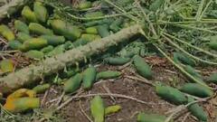 Unseasonal Rain in Maharashtra : राज्यात वादळवाऱ्यासह अवकाळी पाऊस, शेतकऱ्यांवर आर्थिक संकट , फळबागांची दाणादाण