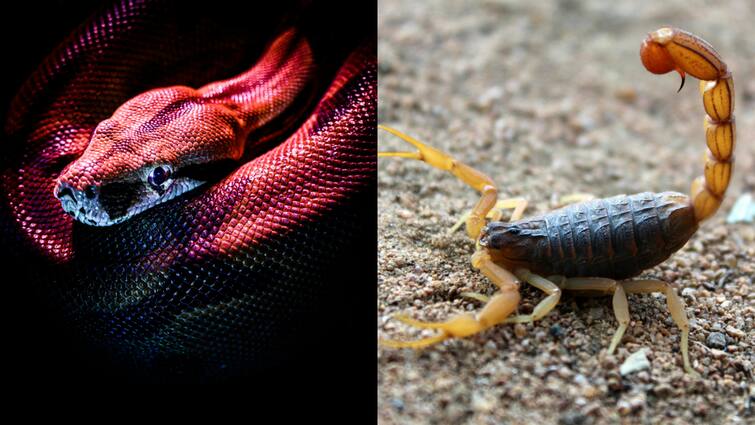 Scorpion or snake whose poison is more dangerous Can a scorpion sting cause death बिच्छू या फिर सांप... दोनों में किसका जहर है ज्यादा खतरनाक? क्या बिच्छू के डंक से हो सकती है मौत?
