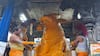 Tiruvannamalai: ‘ஓம் நமச்சிவாய ஓம் நமச்சிவாய’... கொட்டும் மழையில் நந்தியை மனமுருகி வேண்டிய பக்தர்கள்