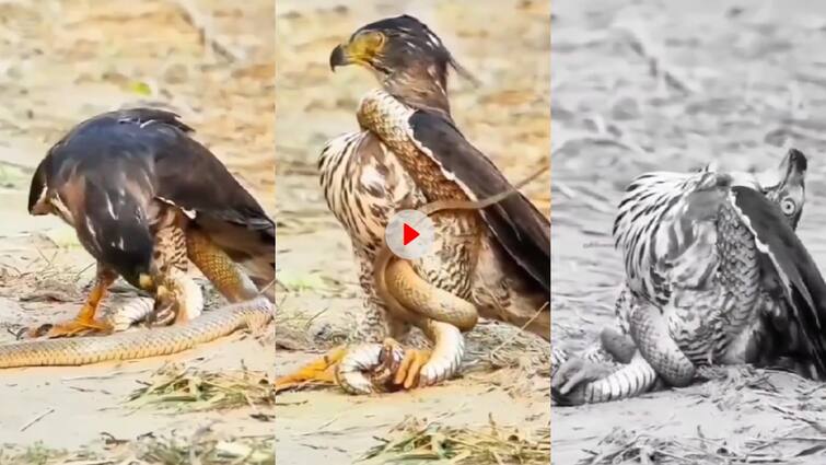 hunting hawk A hunting eagle was attacked by a snake which was caught in its claws Video: दुश्मन की ताकत को कम नहीं समझना चाहिए...बाज के पंजे में फंसे सांप ने ऐसे पलट दी बाजी, बार-बार देखेंगे आप ये वीडियो