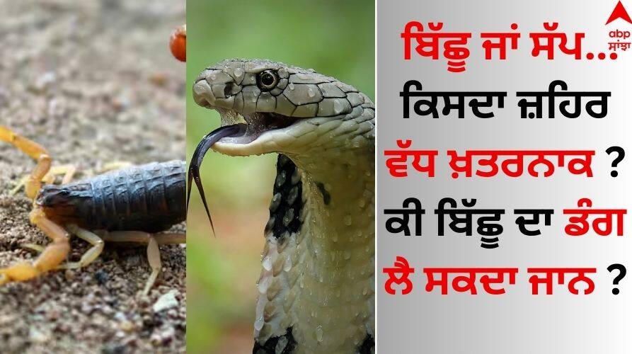 Snake-Scorpion: ਬਿੱਛੂ ਜਾਂ ਸੱਪ... ਕਿਸਦਾ ਜ਼ਹਿਰ ਵੱਧ ਖ਼ਤਰਨਾਕ ? ਕੀ ਬਿੱਛੂ ਦੇ ਡੰਗ ਨਾਲ ਹੋ ਸਕਦੀ ਮੌਤ ? How Different Are Snake and Scorpion Venom know which is dangerous Snake-Scorpion: ਬਿੱਛੂ ਜਾਂ ਸੱਪ... ਕਿਸਦਾ ਜ਼ਹਿਰ ਵੱਧ ਖ਼ਤਰਨਾਕ ? ਕੀ ਬਿੱਛੂ ਦੇ ਡੰਗ ਨਾਲ ਹੋ ਸਕਦੀ ਮੌਤ ?