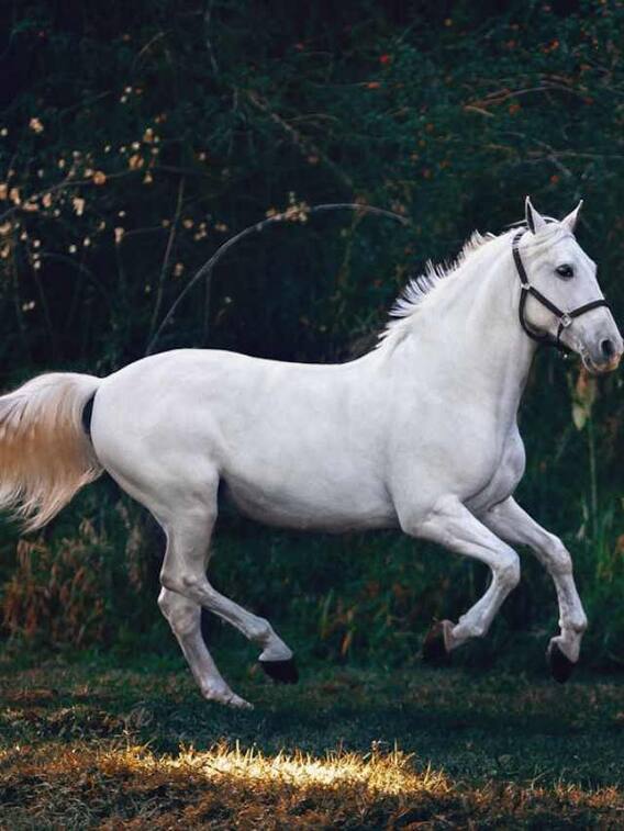 दुनिया का सबसे महंगा घोड़ा कितने का है